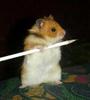 hamster-poze-haioase-ascutitori[1]