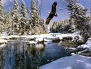 Snow (46)
