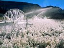 Snow (51)