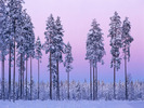 Snow (59)