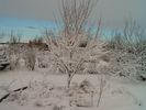 Snow (63)