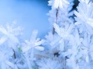 Snow (68)