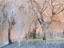 Snow (77)
