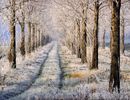 Snow (81)