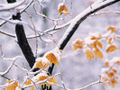 Snow (93)