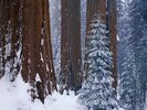 Snow (105)