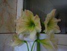 amaryllis limona