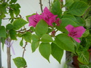 bougainvillea