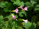 oxalis