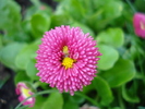 Bellis perennis (2010, April 08)