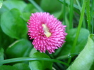 Bellis perennis (2010, April 08)