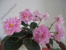 Saintpaulia  Rose Marie 5