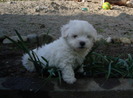 Bichon Maltese