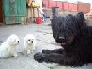 B.Maltese si Briard