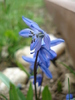 Siberian Squill (2010, April 05)