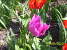 Tulipa Bleu