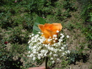 floare piept trandafir portocaliu