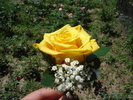 floare piept trandafir galben