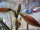 DSC00529