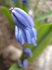 Siberian Squill (2010, April 08)