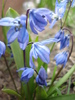 Scilla siberica (2010, April 08)