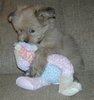puppy-holding-stuffed-animal-772402