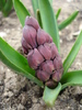 Hyancinth_Zambila (2010, April 05)