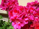 Zonal Geranium_Muscata (2009, June 29)