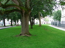 Green (2009, June 29)