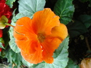 Orange Begonia (2009, June 29)