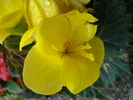 Yellow Begonia (2009, June 29)