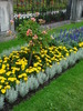 Mirabellgarten (2009, June 29)