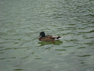 Mallard Duck (2009, June 29)