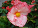 Begonia (2009, June 29)
