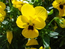 Yellow Pansy (2009, June 30)