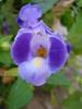 Torenia fournieri (2009, June 30)