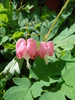 Lamprocapnos spectabilis (2009, Jun.30)