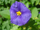 Lycianthes rantonnetii (2009, June 30)