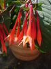 Fuchsia (2009, June 30)