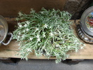 Edelweiss (2009, June 30)