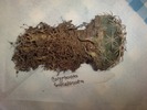 Coryphantha sulcolanata