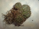 Lobivia pentlandii