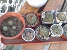 minicolectia