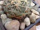 coryphantha sulconata