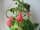 Kohleria Monte Friendship 7