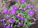 Aubrieta 5 apr 2010