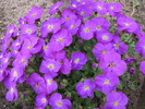 Aubrieta 7 apr 2010