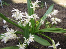 Scilla Siberica 6 apr 2010