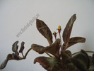 Episcia Suomi 5