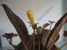 Episcia Suomi 6